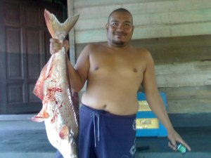 Ikan Patin Berat 8,9 Kg